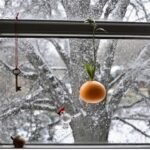 « Je l’ai posée hier, ils sont venus dès ce matin » : cette mangeoire maison à faire en 5 minutes attire tous les oiseaux